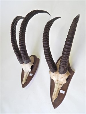 Lot 62 - Taxidermy: Southern Sable Antelope (Hippotragus niger niger), horns on cut upper frontlet on...