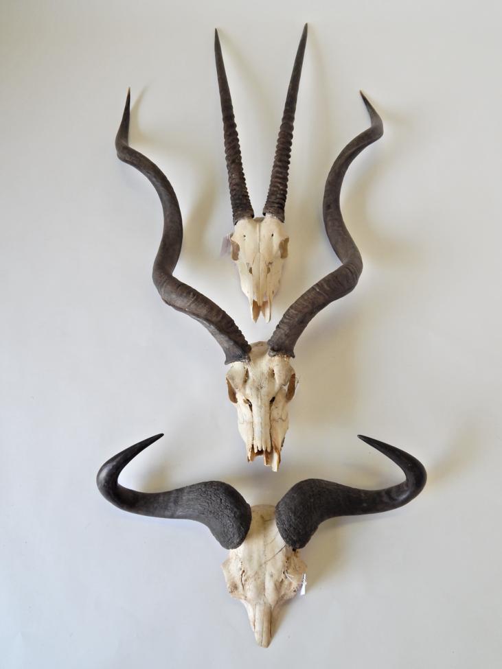 Lot 63 - Taxidermy: Western White-Bearded Wildebeest (Connochaetes mearnsi), horns on cut upper skull;...