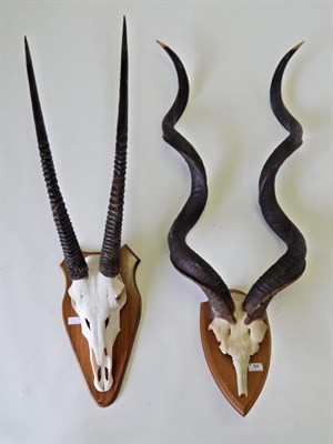 Lot 64 - Taxidermy: Cape Greater Kudu (Strepsiceros strepsiceros), horns on cut upper frontlet on oak...