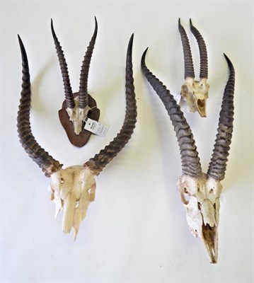 Lot 65 - Taxidermy: Southern Grant's Gazelle (Nanger granti granti), horns on upper skull, left horn...