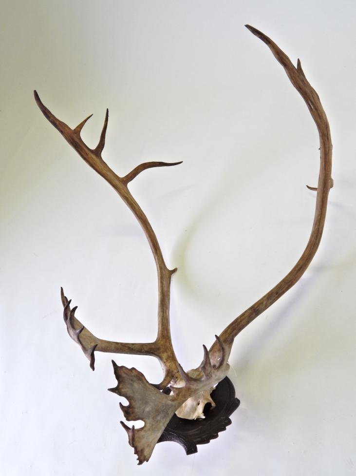 Lot 66 - Taxidermy: Caribou (Rangifer tarandus), antlers on frontlet mounted upon a carved oak leaf...