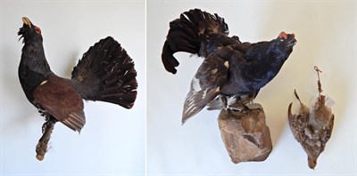 Lot 69 - Taxidermy: Capercaillie (Tetrao urogallus), full mount cock bird in calling pose with head...