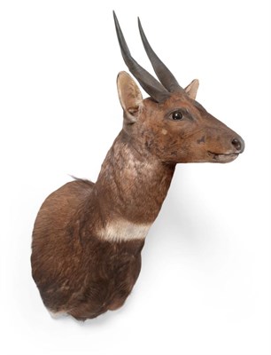 Lot 72 - Taxidermy: Cape Bushbuck (Tragelaphus sylvaticus) modern, shoulder mount with head turning to...