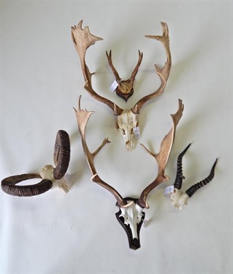 Lot 75 - Taxidermy: Fallow Deer (Dama dama), two pairs of antlers one on cut upper skull the other on...