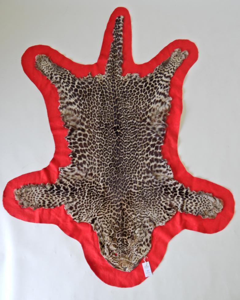 Lot 77 - Taxidermy: Leopard (Panthera pardus), circa 1920, flat skin rug, rebacked onto a red felt type...