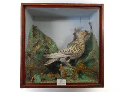Lot 81 - Taxidermy: A Cased Spotted Sandgrouse (Pterocles senegallus), circa 1880, stood upon gritted...
