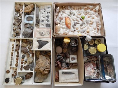Lot 86 - Fossil/Mineral: A Collection of Various Minerals Seashells and Fossils, a varied collection of...