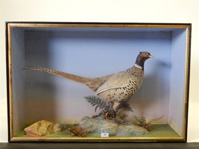 Lot 90 - Taxidermy: A Cased Male Ring Necked Pheasant (Phasinus colchicus), by Henry Shaw, circa 1871,...