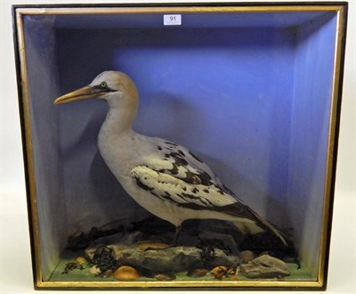 Lot 91 - Taxidermy: A Cased Gannet (Morus), circa 1870, in the manner of Henry Shaw, juvenile full mount...