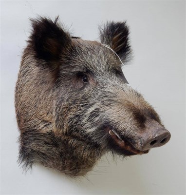 Lot 93 - Taxidermy: European Wild Boar (Sus scrofa), circa late 20th century, shoulder mount looking...