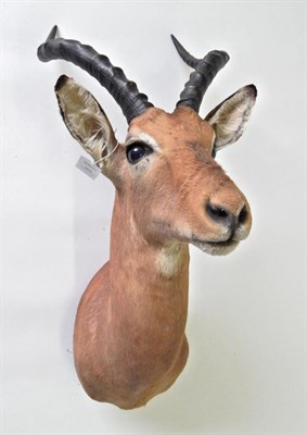 Lot 95 - Taxidermy: Common Impala (Aepyceros melampus), modern, shoulder mount looking straight ahead, right
