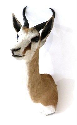 Lot 99 - Taxidermy: Kalahari Springbok (Antidorcas hofmeyri), modern, shoulder mount with head turning...