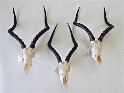 Lot 100 - Taxidermy: Common Impala (Aepyceros melampus), modern, three sets of horns on upper skulls (3)