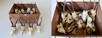Lot 107 - Taxidermy: Roe Deer (Capreolus capreolus), circa late 20th century, fifteen various sets of...