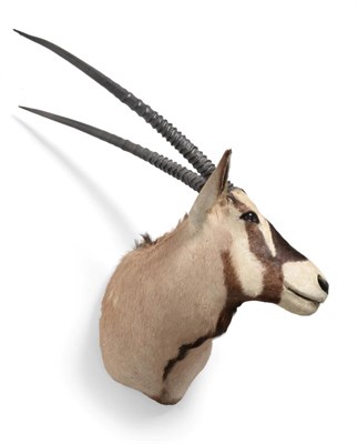 Lot 108 - Taxidermy: Kalahari Gemsbok Oryx (Oryx gazella gazella), circa late 20th century, shoulder...