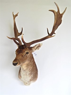 Lot 109 - Taxidermy: Fallow Deer (Dama dama), circa late 20th century, shoulder mount with head turning...