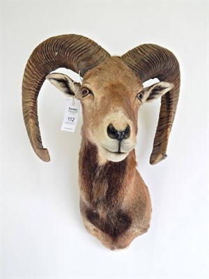 Lot 112 - Taxidermy: European Mouflon (Ovis orientalis musimon), circa late 20th century, shoulder mount with