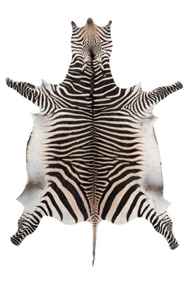 Lot 113 - Taxidermy: Hartmanns Mountain Zebra (Equus zebra hartmannae), circa 1970, full skin rug, with limbs