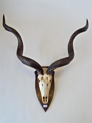 Lot 115 - Taxidermy: Northern Greater Kudu (Strepsiceros chora), circa late 20th century, large bull horns on