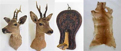 Lot 118 - Taxidermy: Roe Deer (Capreolus capreolus), circa late 20th century, two shoulder mounts, one facing