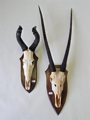 Lot 119 - Taxidermy: Kalahari Gemsbok Oryx (Oryx gazella gazella), horns on cut upper skull on oak...