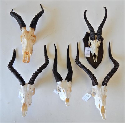 Lot 121 - Taxidermy: Western Bushbuck (Tragelaphus scriptus), horns on bleached upper skull; Springbok...