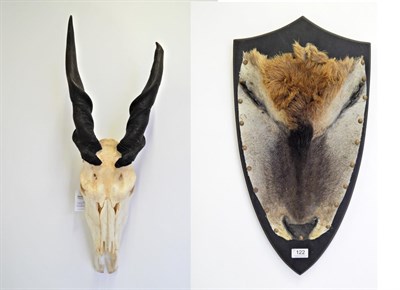 Lot 122 - Taxidermy: Cape Eland (Taurotragus oryx oryx), circa late 20th century, horns on upper skull,...