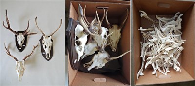 Lot 123 - Taxidermy: Fallow Deer (Dama dama), abnormal antlers on cut upper skull on shield, two other fallow