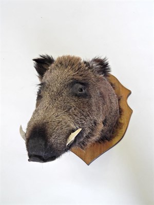 Lot 124 - Taxidermy: European Wild Boar (Sus scrofa), circa late 20th century, shoulder mount looking...