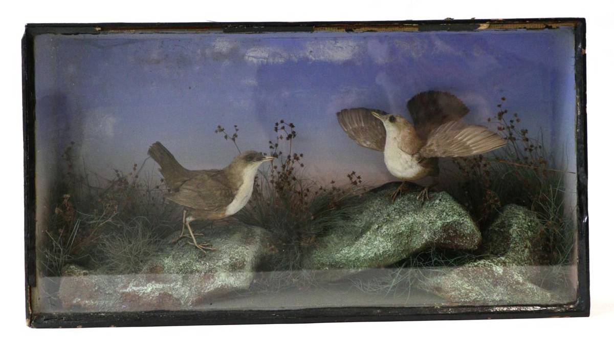 Lot 125 - Taxidermy: White-Throated Dipper (Cinclus cinclus), by James Gardner circa 1840-1920, a pair of...
