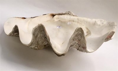 Lot 126 - Taxidermy: Giant Clam (Tridacna gigas), circa 1930, a large half shell 80.5cm width, 49cm depth...