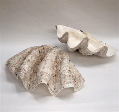 Lot 127 - Taxidermy: Giant Clam (Tridacna gigas), circa 1920, two separate half shells, 56cm width by...