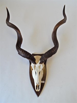 Lot 128 - Taxidermy: Cape Greater Kudu (Strepsiceros strepsiceros), circa late 20th century, horns on...