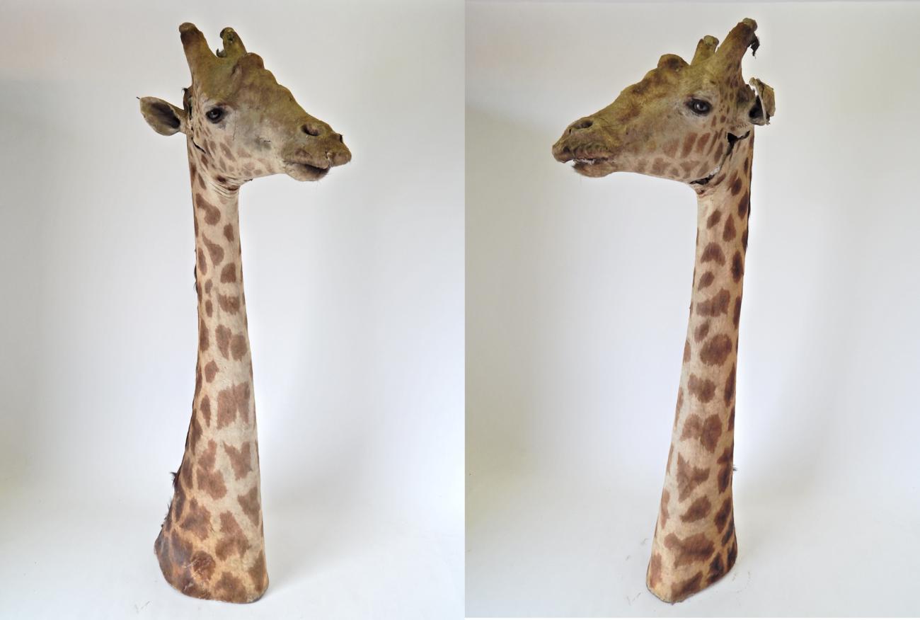 Lot 129 - Taxidermy: Southern Giraffe (Giraffa camelopardalis), circa late 19th century, attributed to...