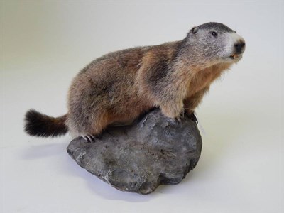 Lot 130 - Taxidermy: Alpine Marmot (Marmota marmota) circa late 20th century, full mount stood upon a...