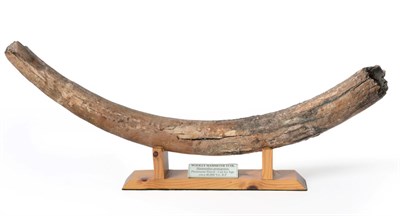Lot 134 - Fossils: Wooly Mammoth (Mammuthus primigenius) tusk section, Pleistocene Period - Last Ice Age...