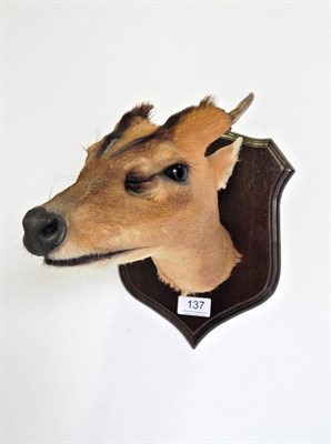 Lot 137 - Taxidermy: Muntjac Deer (Muntiacini), head mount on oak shield with head turning slightly to...
