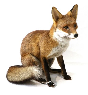 Lot 138 - Taxidermy: Red Fox (Vulpes vulpes), circa late 20th century, excellent quality full mount in...