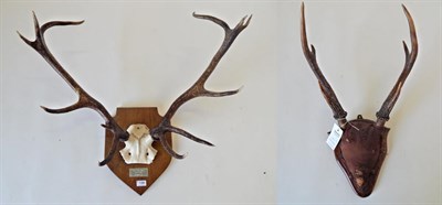 Lot 139 - Taxidermy: Red Deer Royal (Cervus elaphus), circa 1988, Achnasheen, antlers on cut upper...