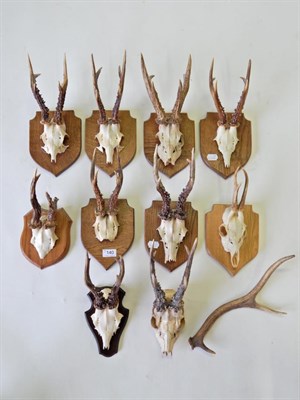 Lot 140 - Taxidermy: Roe Buck (Capreolus capreolus), large antlers on various oak shields, some on cut...