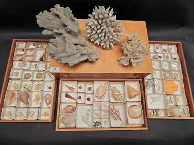 Lot 141 - Seashells: A Collection of Various World Sea Shells and Coral, to include Scorpion spider,...
