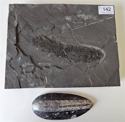 Lot 142 - Fossils: Fossilised Fish, Achanarras Quarry, Middle Devonian Old Red Sandstone, Caithness Scotland