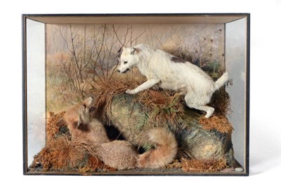 Lot 146 - Taxidermy: A Rare Diorama Cased Fox Terrier and Fox, by Peter Spicer, circa 1900, the full...