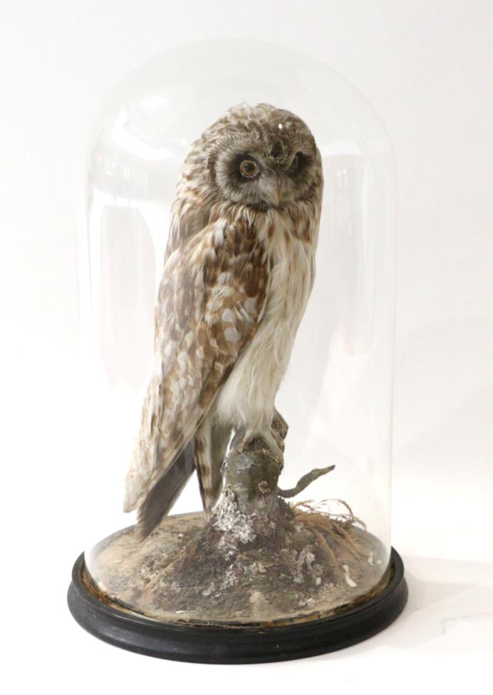 Lot 147 - Taxidermy: Short Eared Owl (Asio flammeus) circa 1900, full mount bird perched upon a tree...