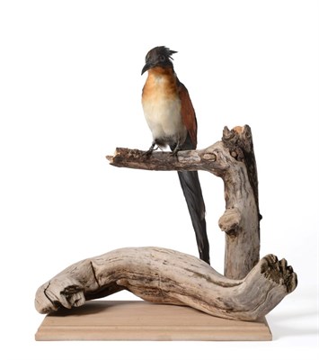 Lot 148 - Taxidermy: Chestnut-Winged Cuckoo (Clamator coromandus) modern, full mount perched upon a tree...
