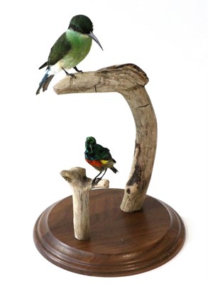 Lot 149 - Taxidermy: Asian Green Bee-Eater (Merops orientalis) full mount perched upon a curved tree...