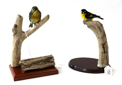 Lot 150 - Taxidermy: Yellow-Rumped Flycatcher (Ficedula zanthopygia) full mount perched upon a cut tree...
