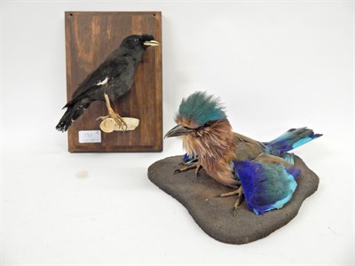 Lot 151 - Taxidermy: Indian Roller (Coracias benghalensis) full mount in prone position with head looking...