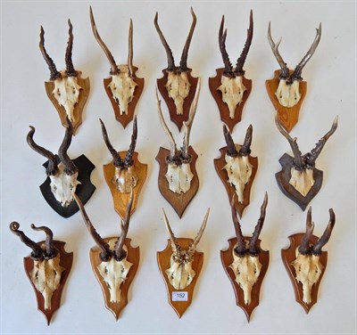 Lot 152 - Taxidermy: Roe Deer (Capreolus capreolus), circa late 20th century, fifteen sets of adult horns...