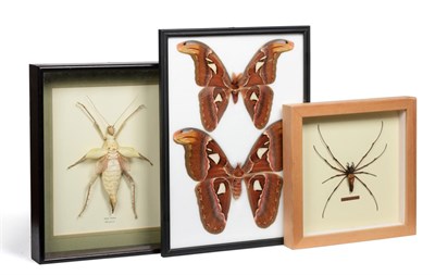Lot 153 - Entomology: A Pair of Atlas Moths (Attacus atlas) two full mount examples male and female both...